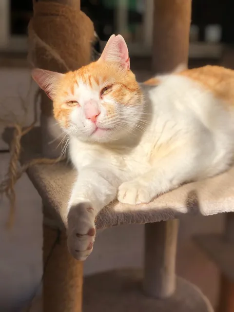 Max is adopted