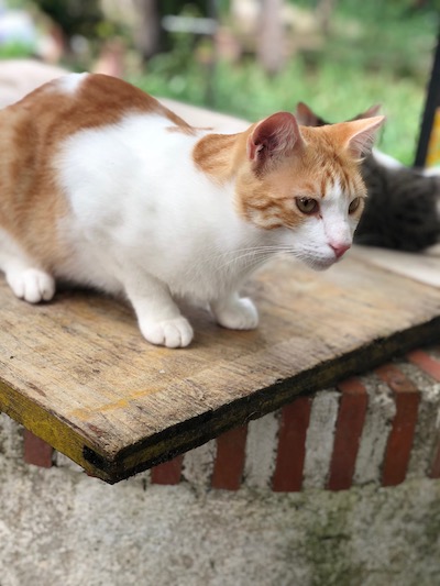 help-mumcatorg-adopt-more-cats