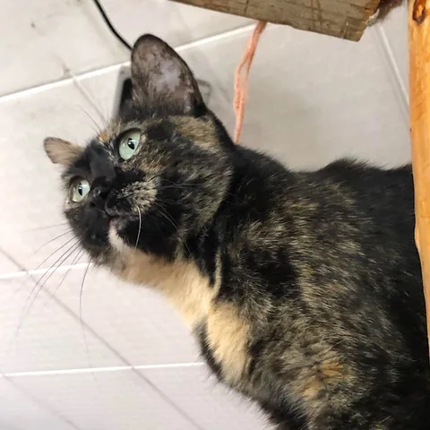 Ferggie — rescued cat, Mumcatorg