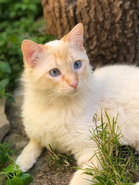 Ivan — rescued cat, Mumcatorg