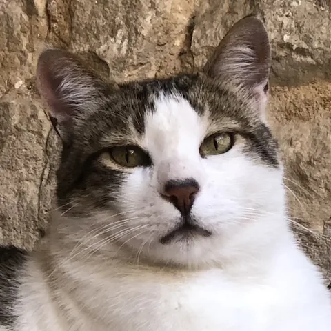 Marco — rescued cat, Mumcatorg
