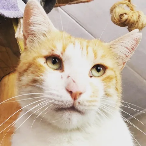 Max — rescued cat, Mumcatorg