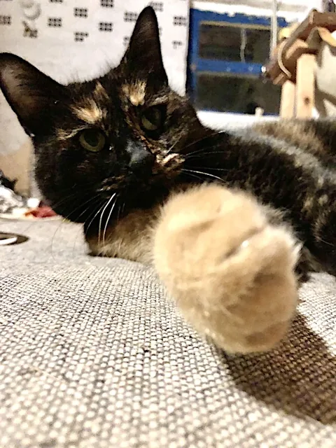 Maya — rescued cat, Mumcatorg