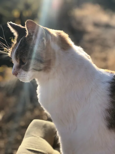 Nera — rescued cat, Mumcatorg