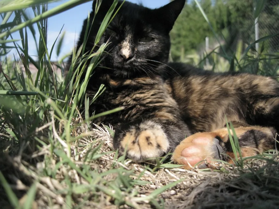 Oliva — rescued cat, Mumcatorg