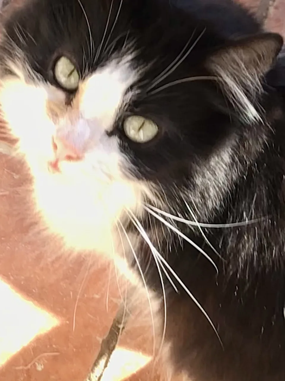 Pandy, adult tuxedo rescue cat, available for adoption in Catalonia