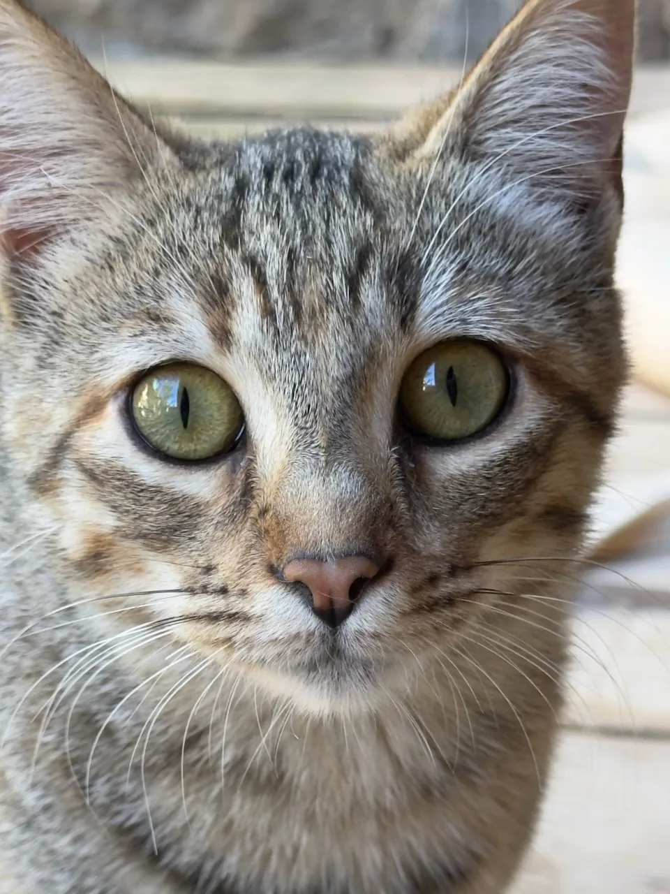 Tily, a young brown tabby rescue cat with green eyes, close-up, available for adoption in Catalonia